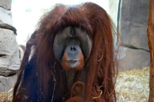 Orangutan at the Virginia Zoo in Norfolk