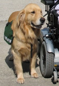 Service Dog - National Dog Day