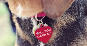 Spring Fever – Fun Ways to Include Your Pet in Your Wedding Planning
