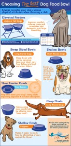 Choosing a dog bowl