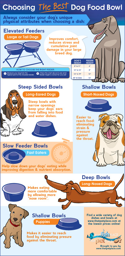 Choosing a dog bowl