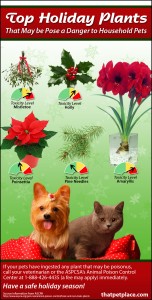 Holiday plants toxic to pets