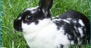 Bunny Proofing Your Backyard:  Keeping Pet Rabbits Safe Outdoors