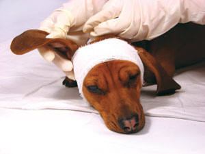 bandaged dog