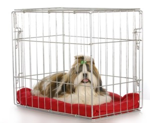 crated dog