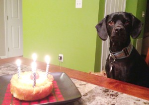 celebrating dog