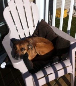 dog relaxing in sun