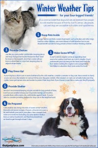 Winter Tips for Pets